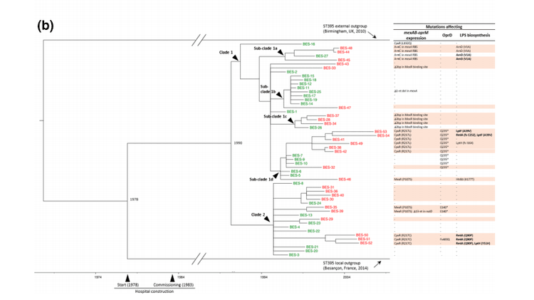 phylo tree